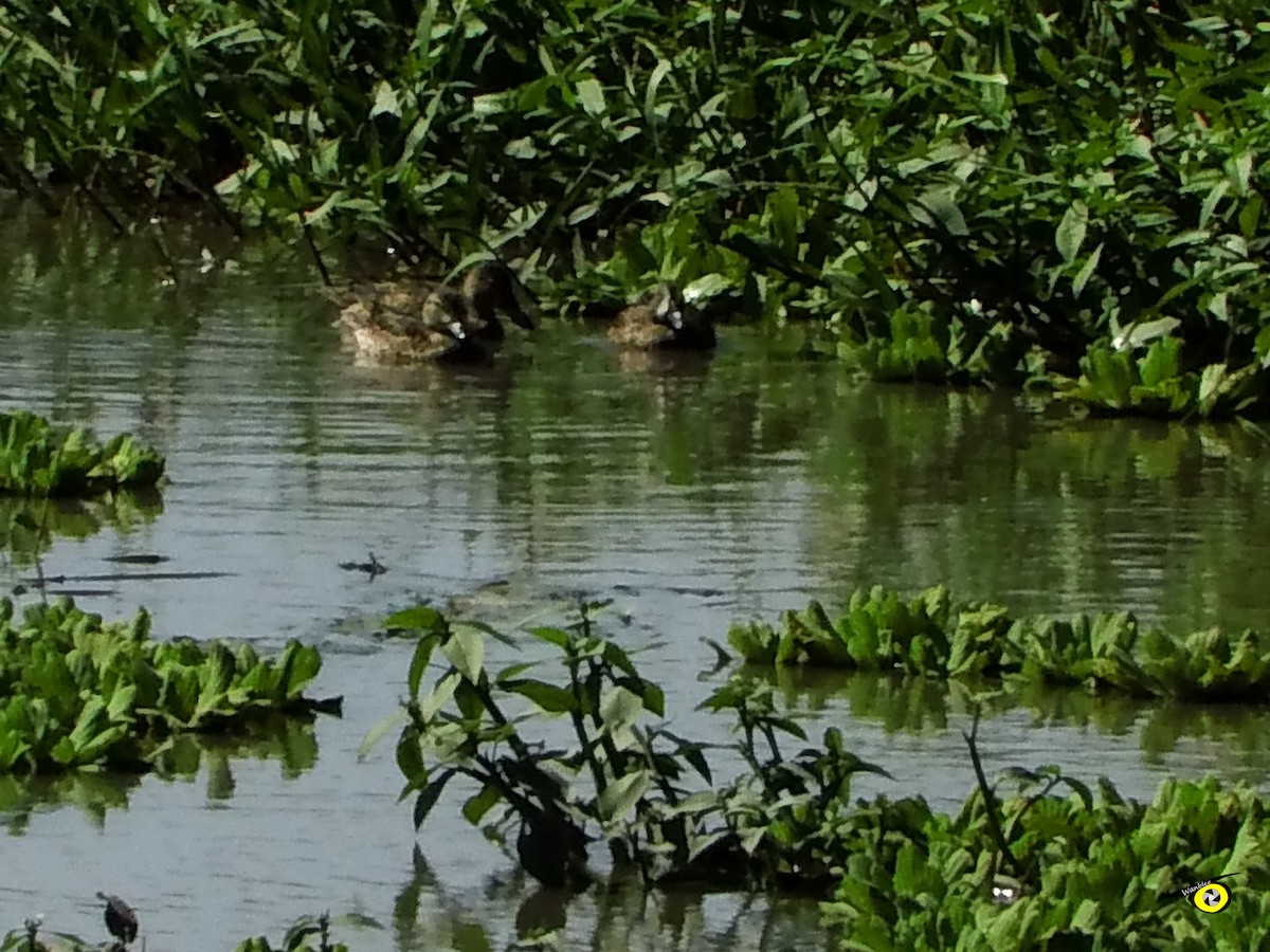 Blue-winged Teal - Christophe Lecocq