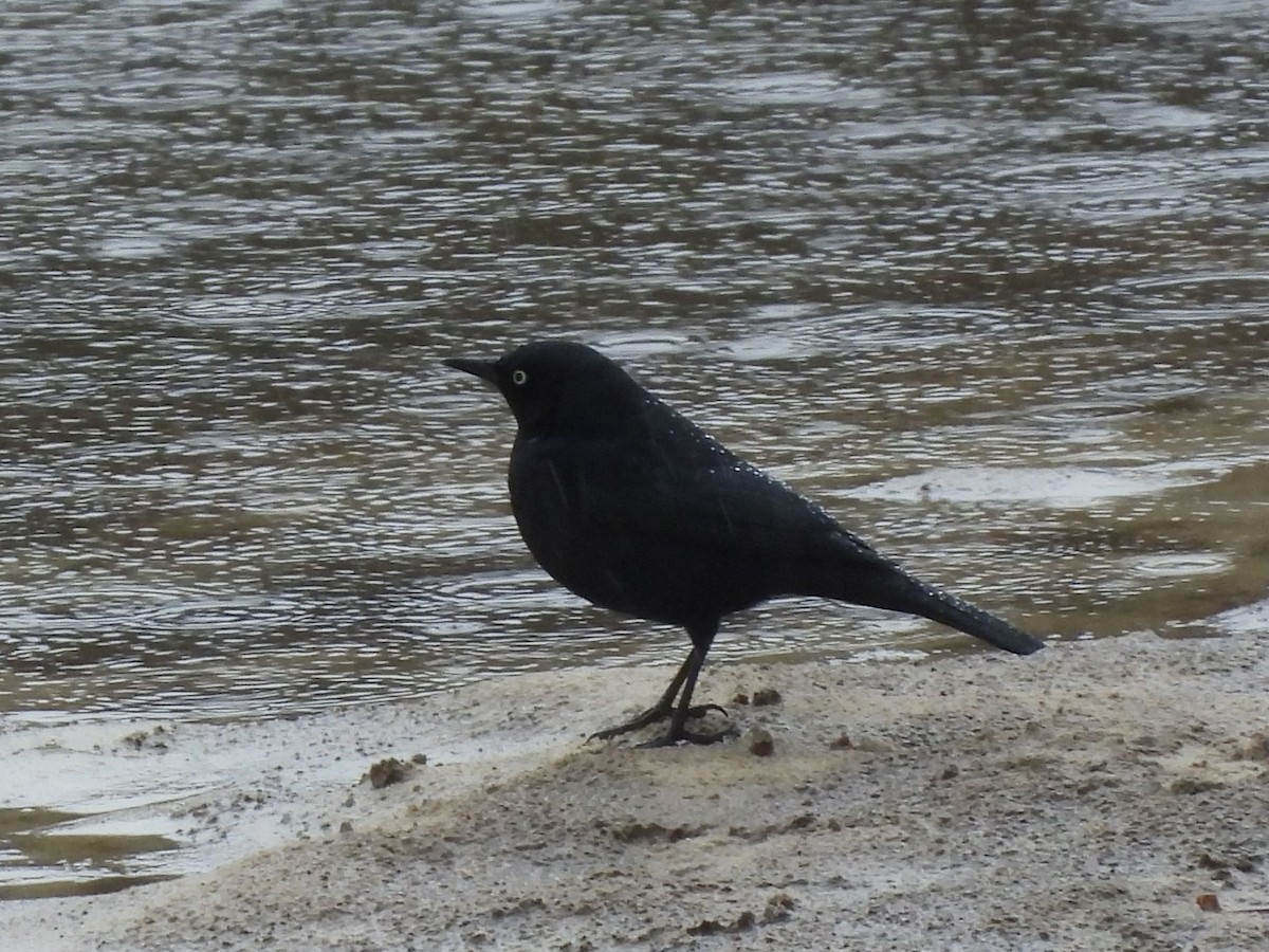 Rusty Blackbird - ML612728933