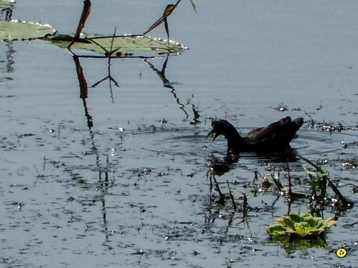 Common Gallinule - Christophe Lecocq