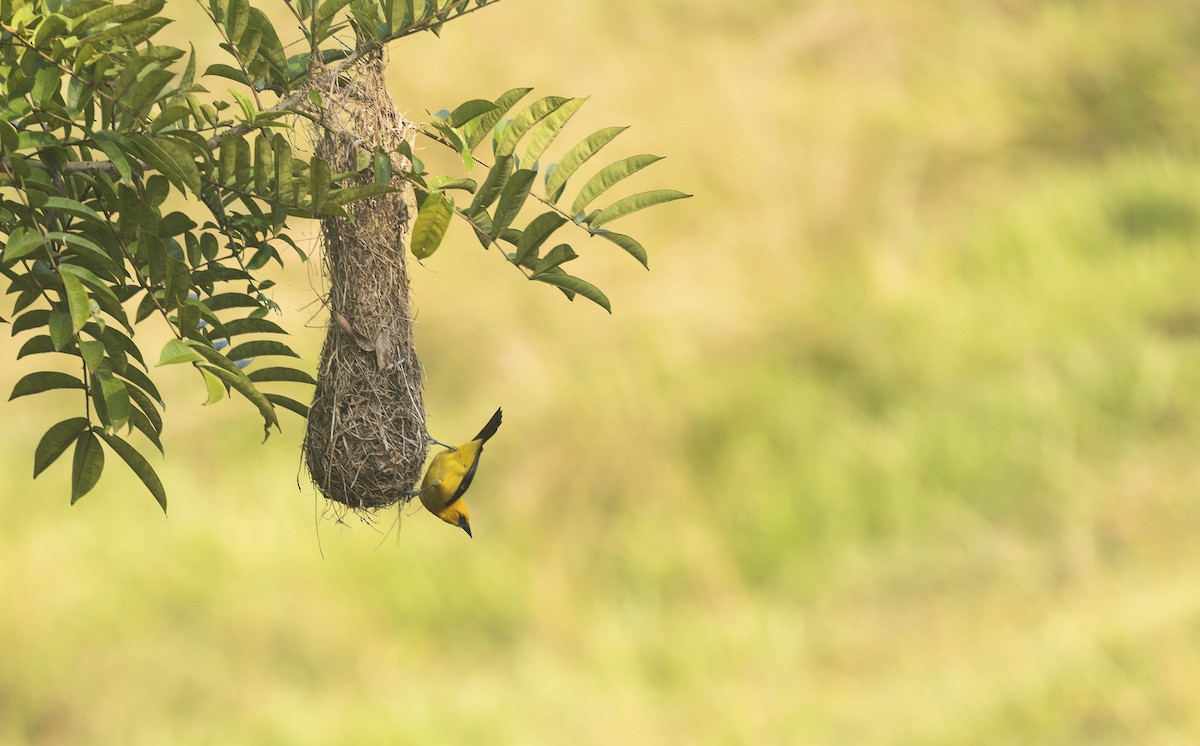 Yellow Oriole - Marky Mutchler