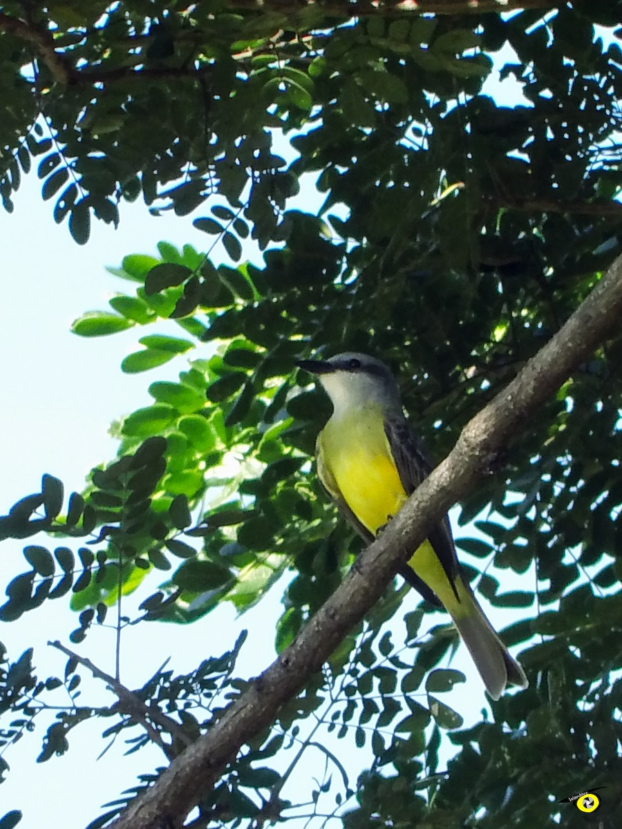 Tropical Kingbird - Christophe Lecocq