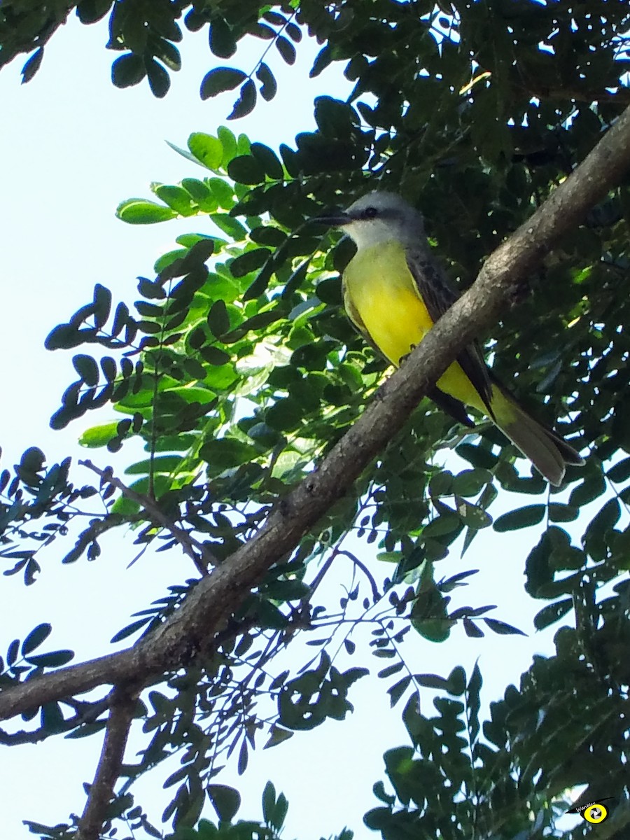 Tropical Kingbird - Christophe Lecocq