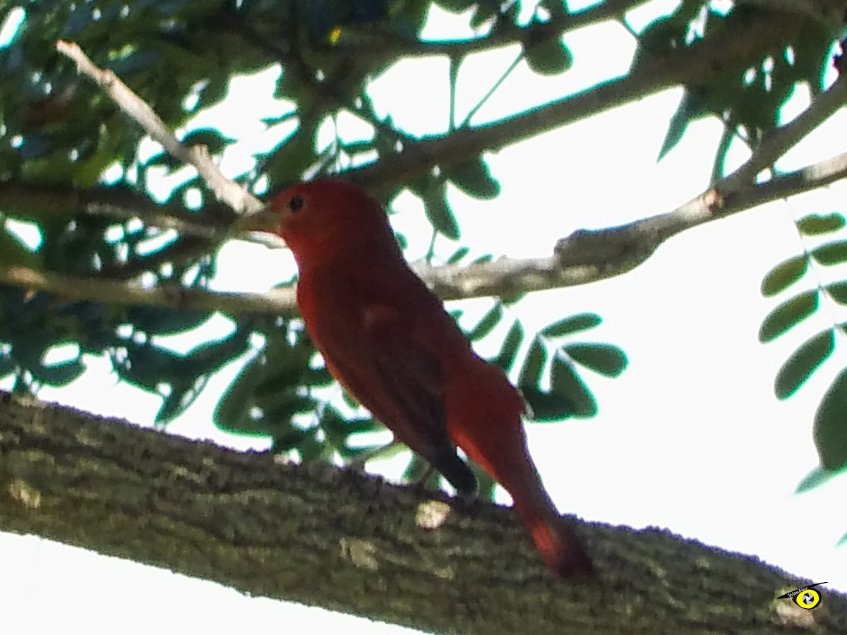 Summer Tanager - Christophe Lecocq