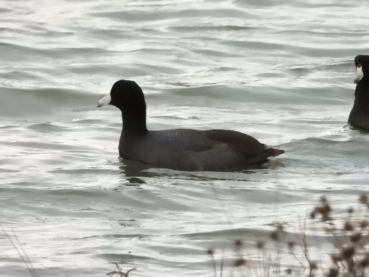 American Coot - Bill Holland