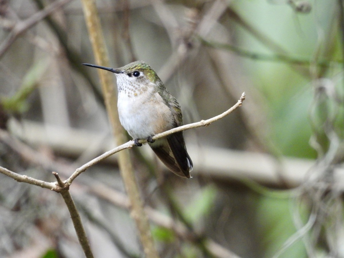 Calliope Hummingbird - Elizabeth Stakenborg