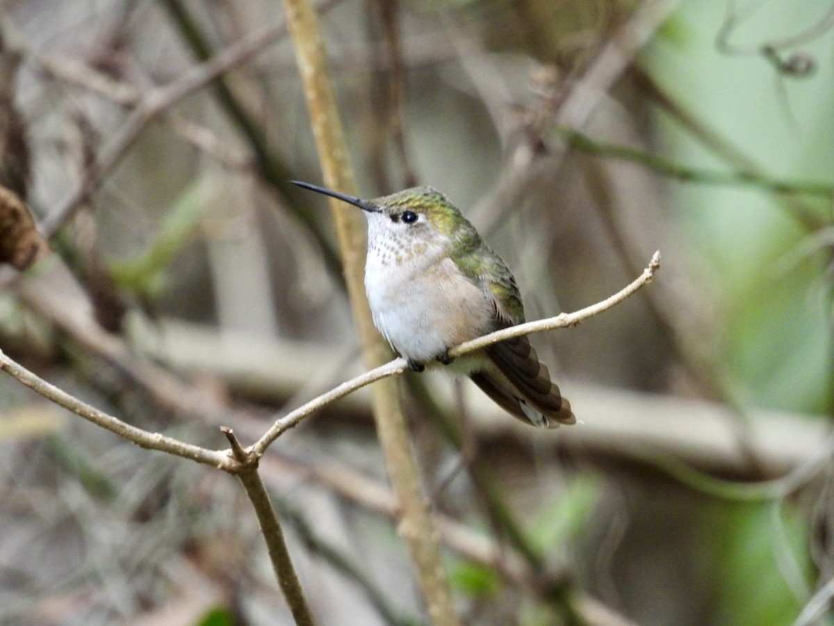 Calliope Hummingbird - Elizabeth Stakenborg