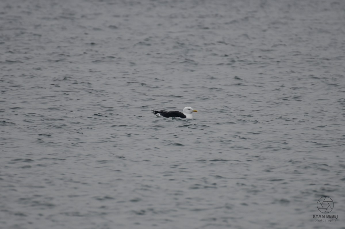 Great Black-backed Gull - ML612729086