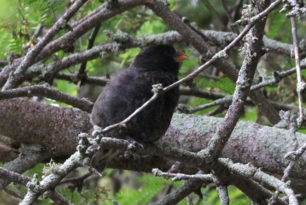 Small Ground-Finch - Bob White