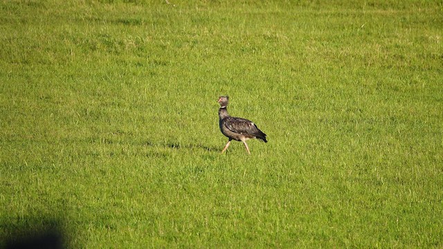 Southern Screamer - ML612729144
