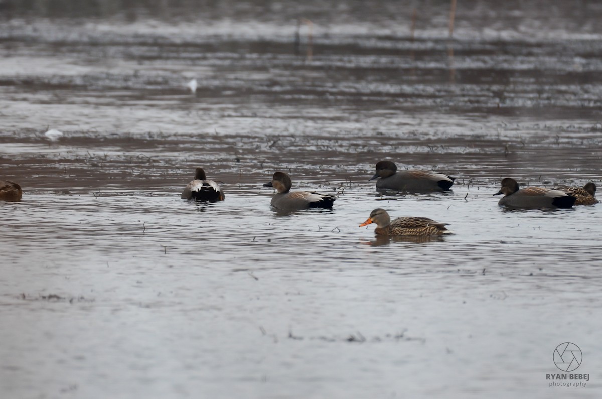 Gadwall - ML612729156