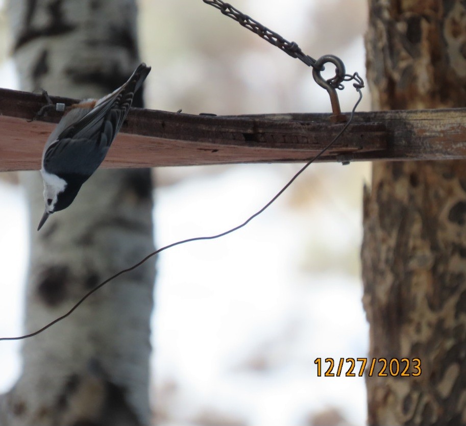 White-breasted Nuthatch - ML612729266