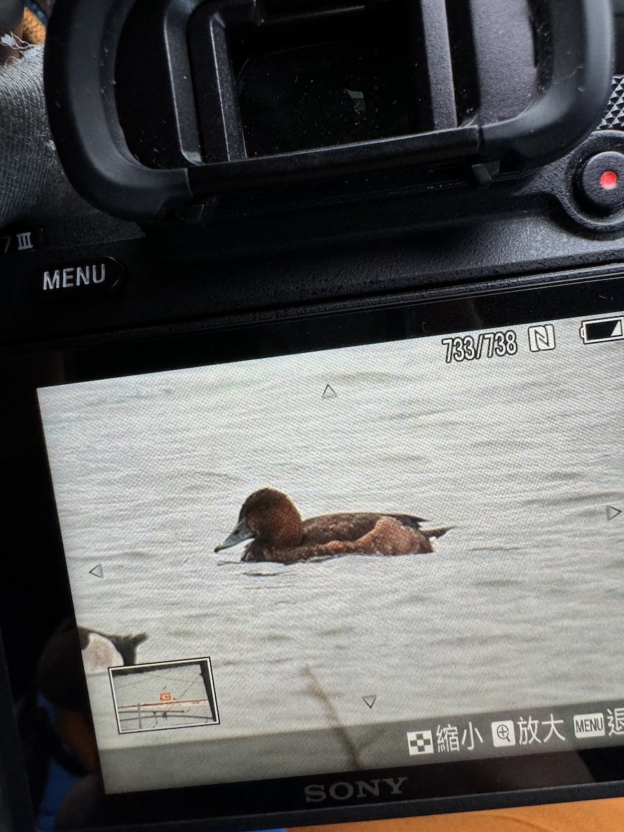 Ferruginous Duck - You-Sheng Lin