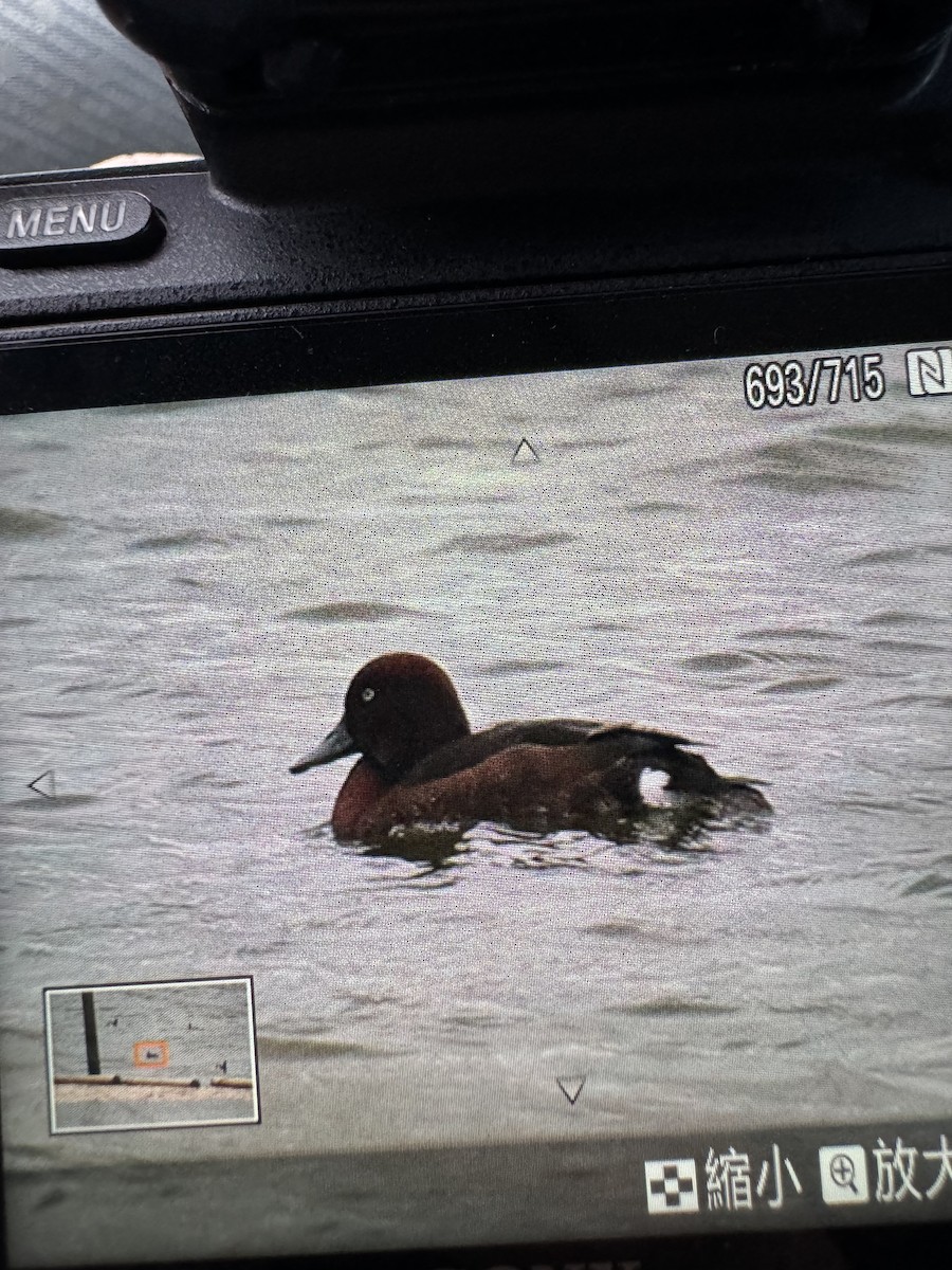 Ferruginous Duck - ML612729315