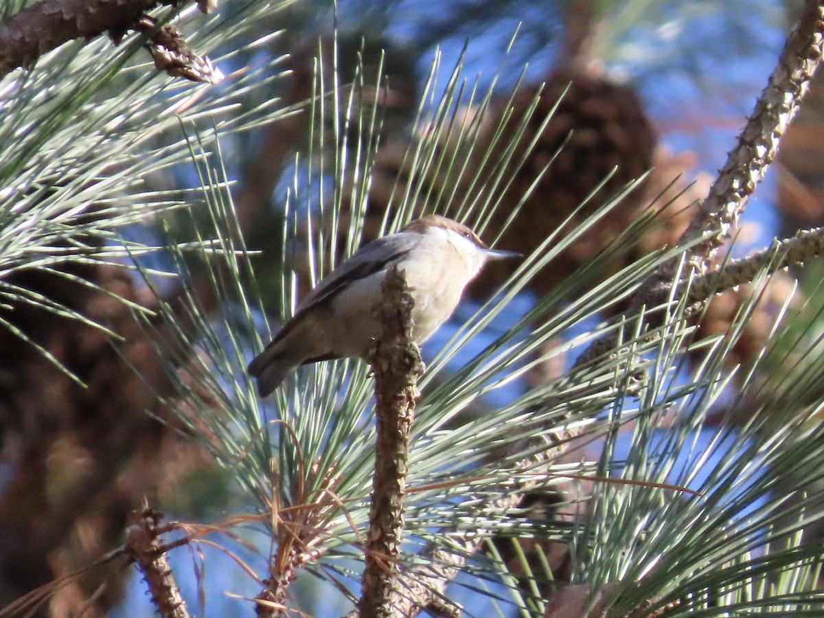 Brown-headed Nuthatch - ML612729442