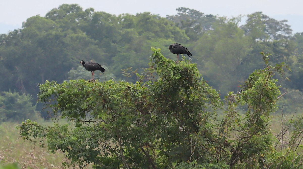 Northern Screamer - ML612729641