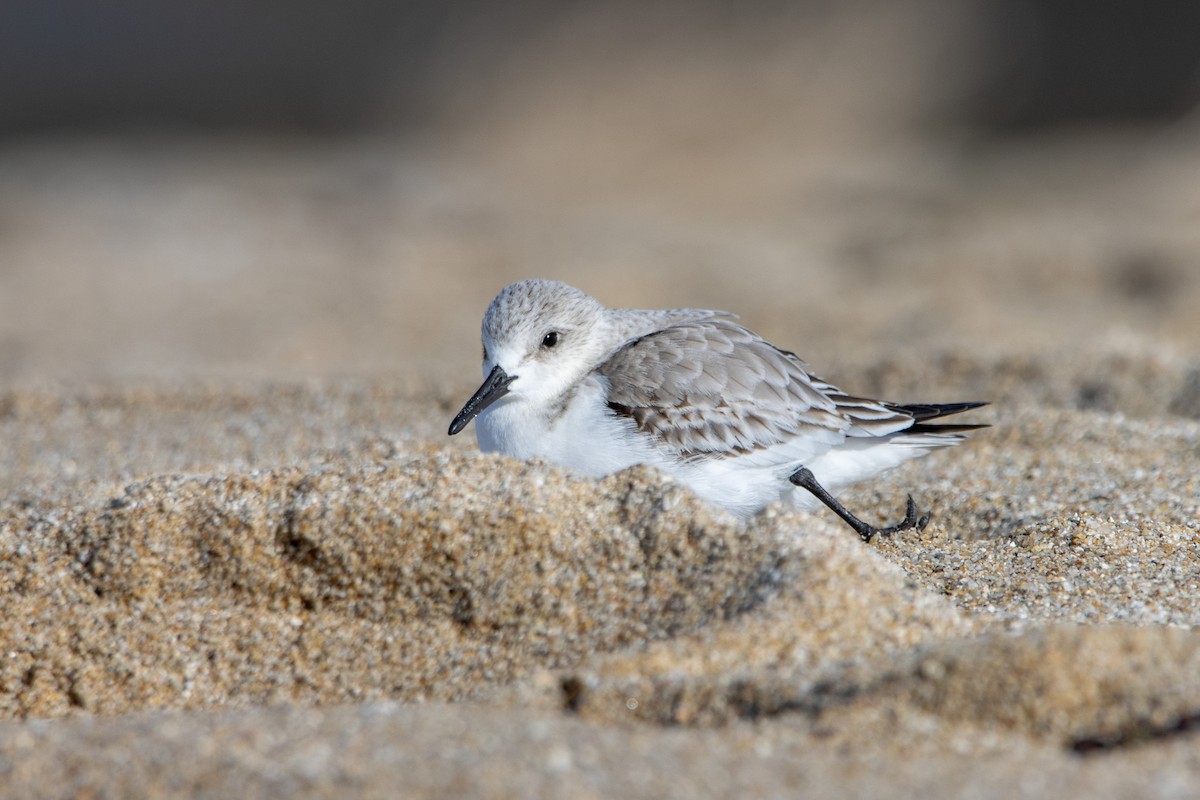 Sanderling - ML612729658