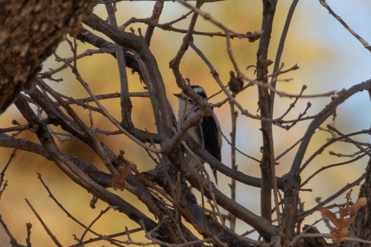 Downy Woodpecker - ML612729730