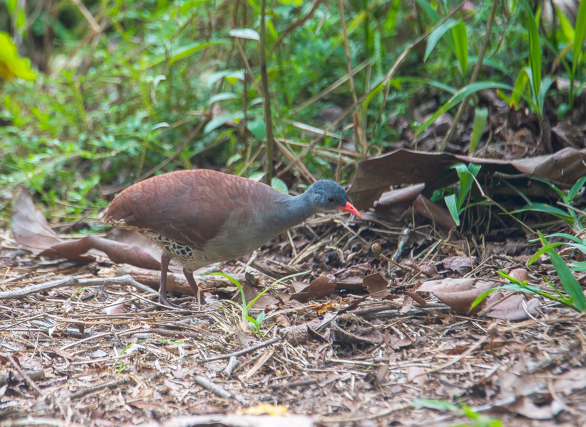 Tataupa Tinamou - ML612729856