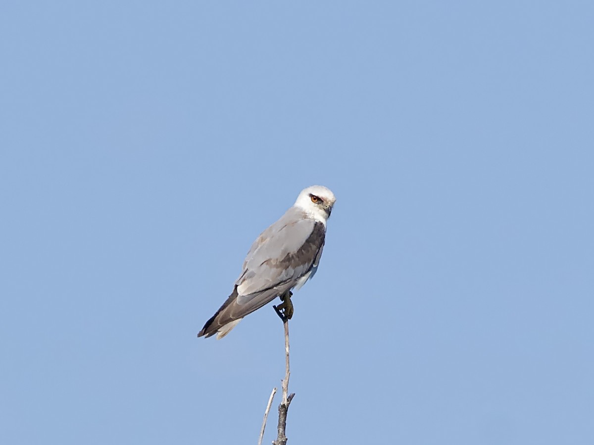 Black-shouldered Kite - Allan Johns