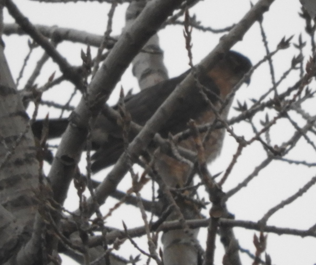 Sharp-shinned Hawk - ML612729997