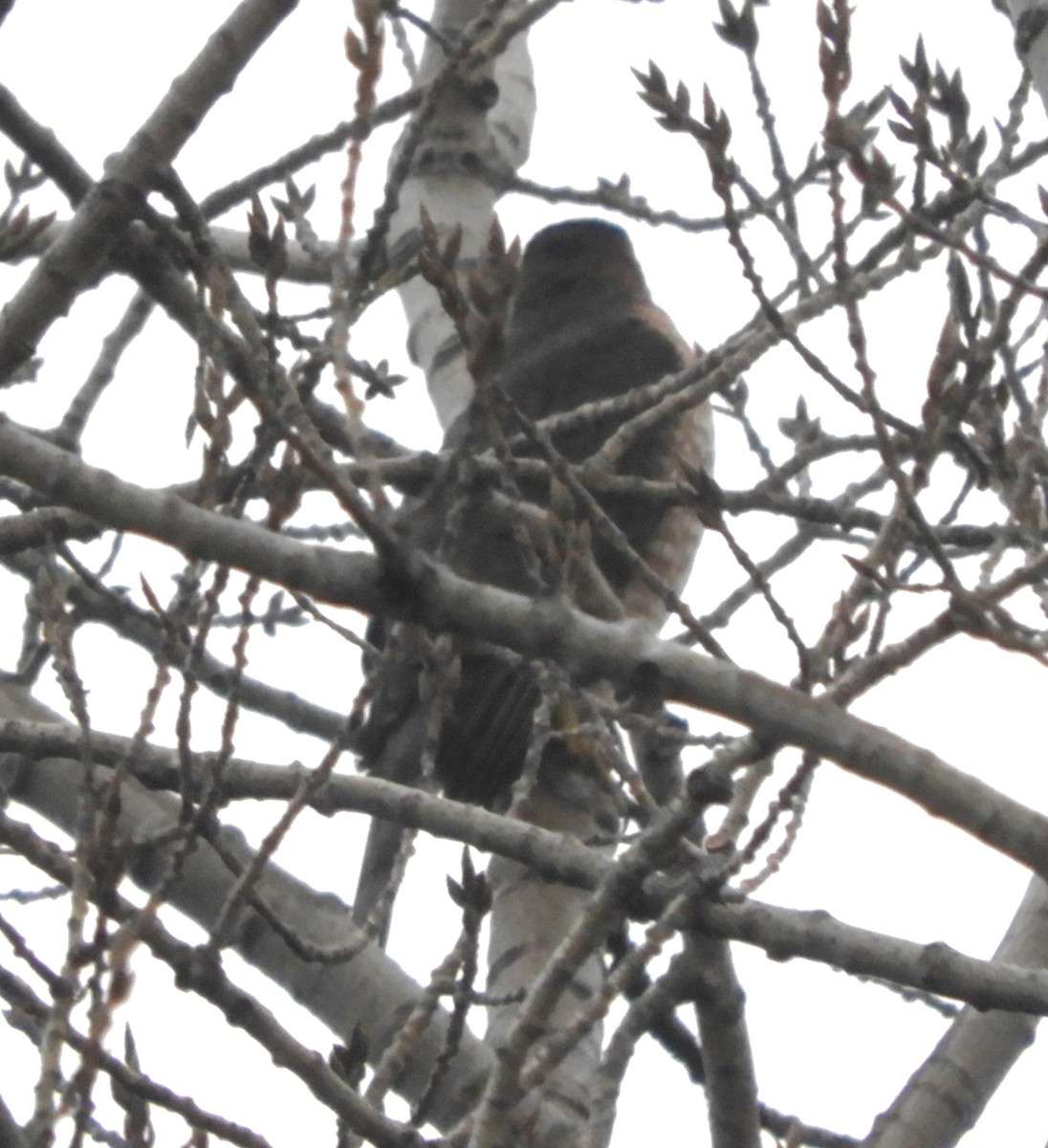 Sharp-shinned Hawk - ML612729998