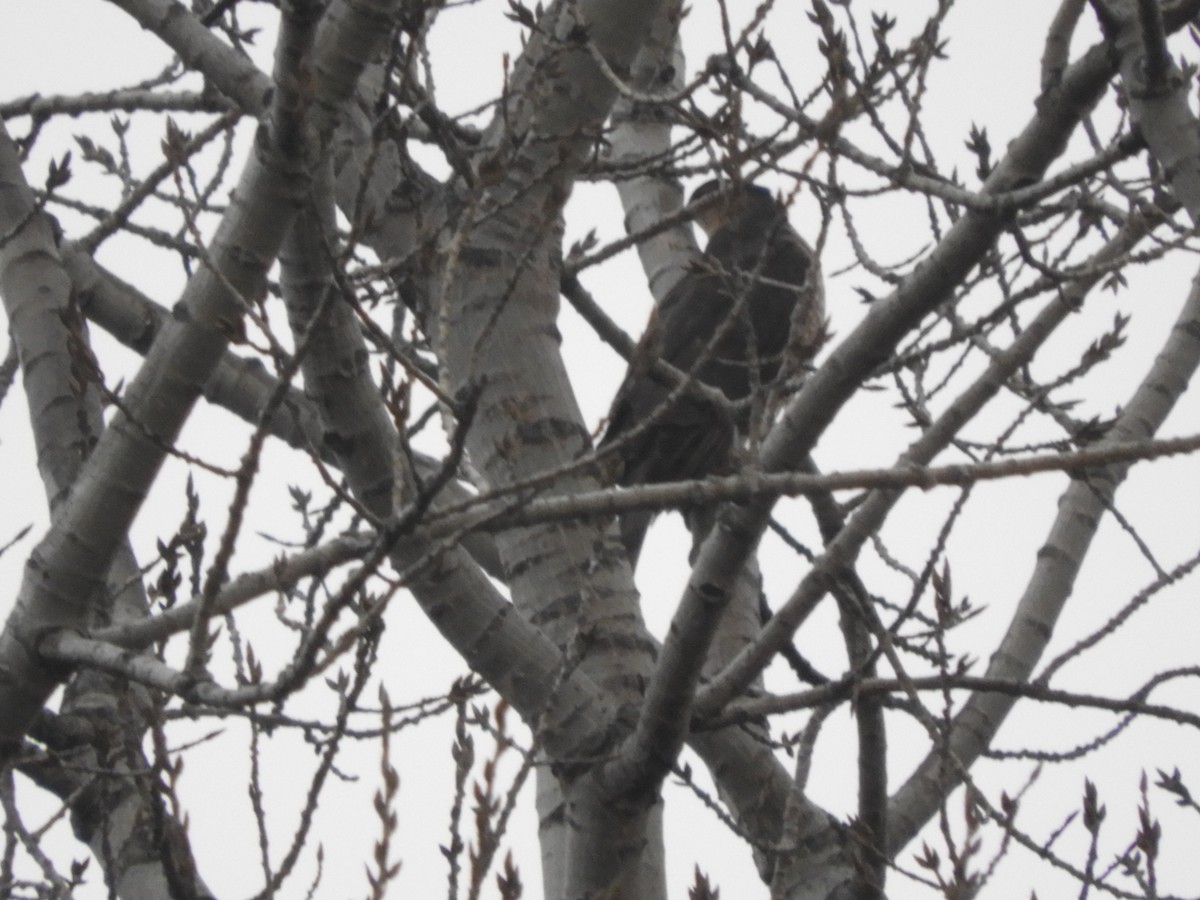 Sharp-shinned Hawk - ML612730000