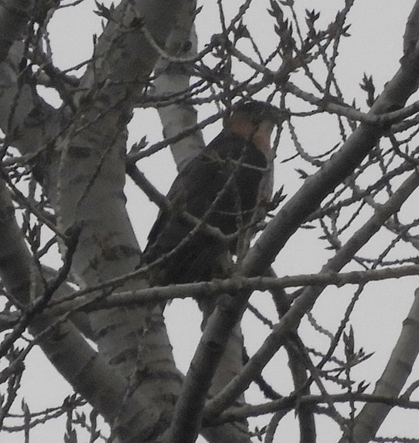 Sharp-shinned Hawk - ML612730004