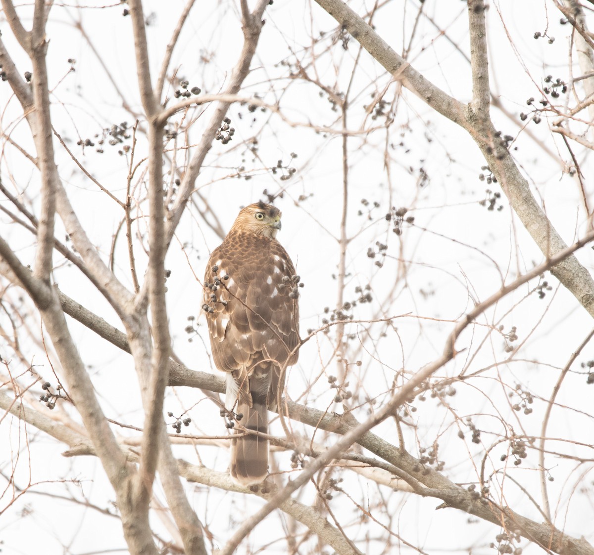 Cooper's Hawk - ML612730067