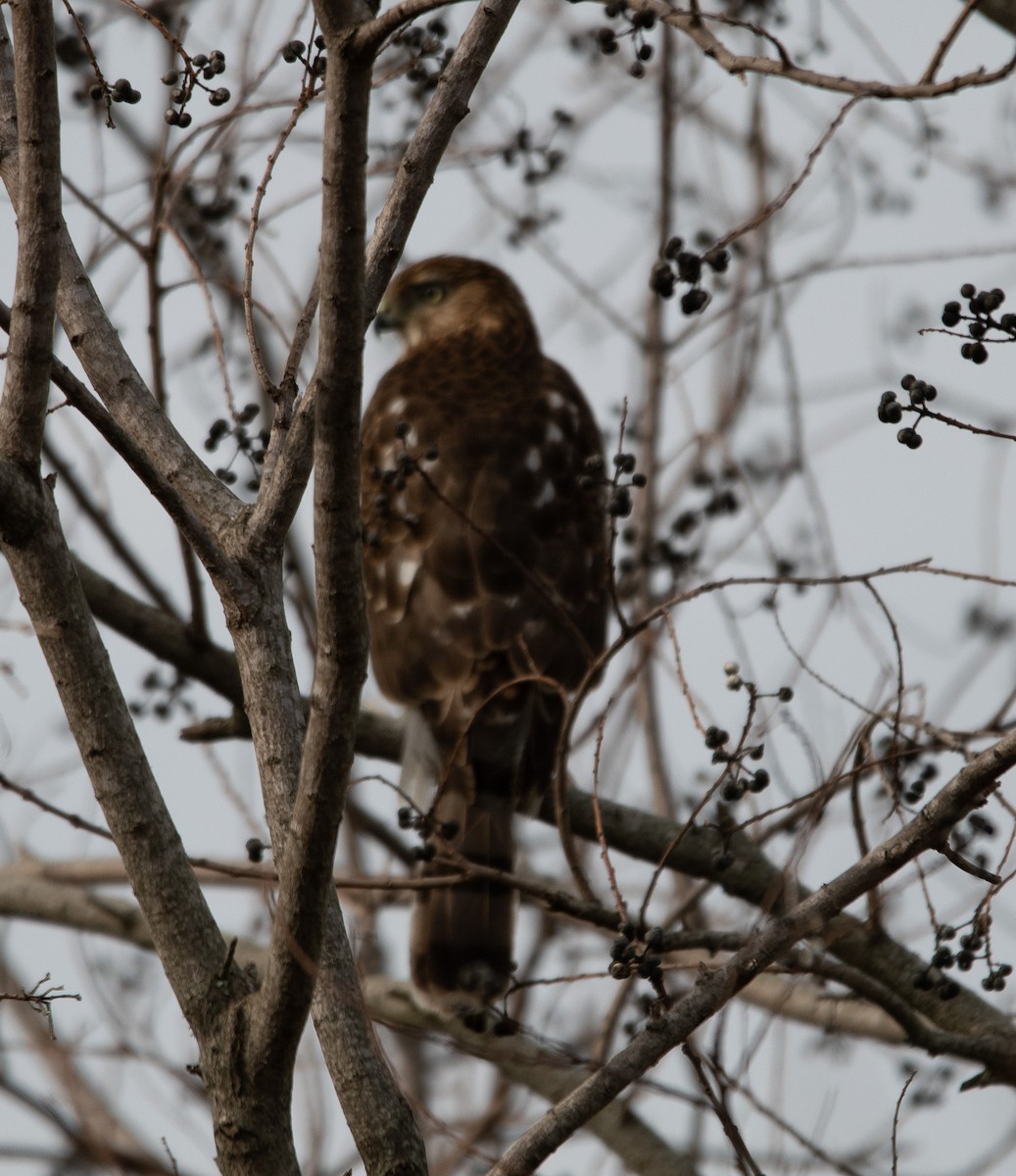 Cooper's Hawk - ML612730070