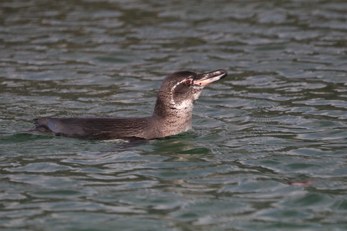 Pingüino de Galápagos - ML612730281