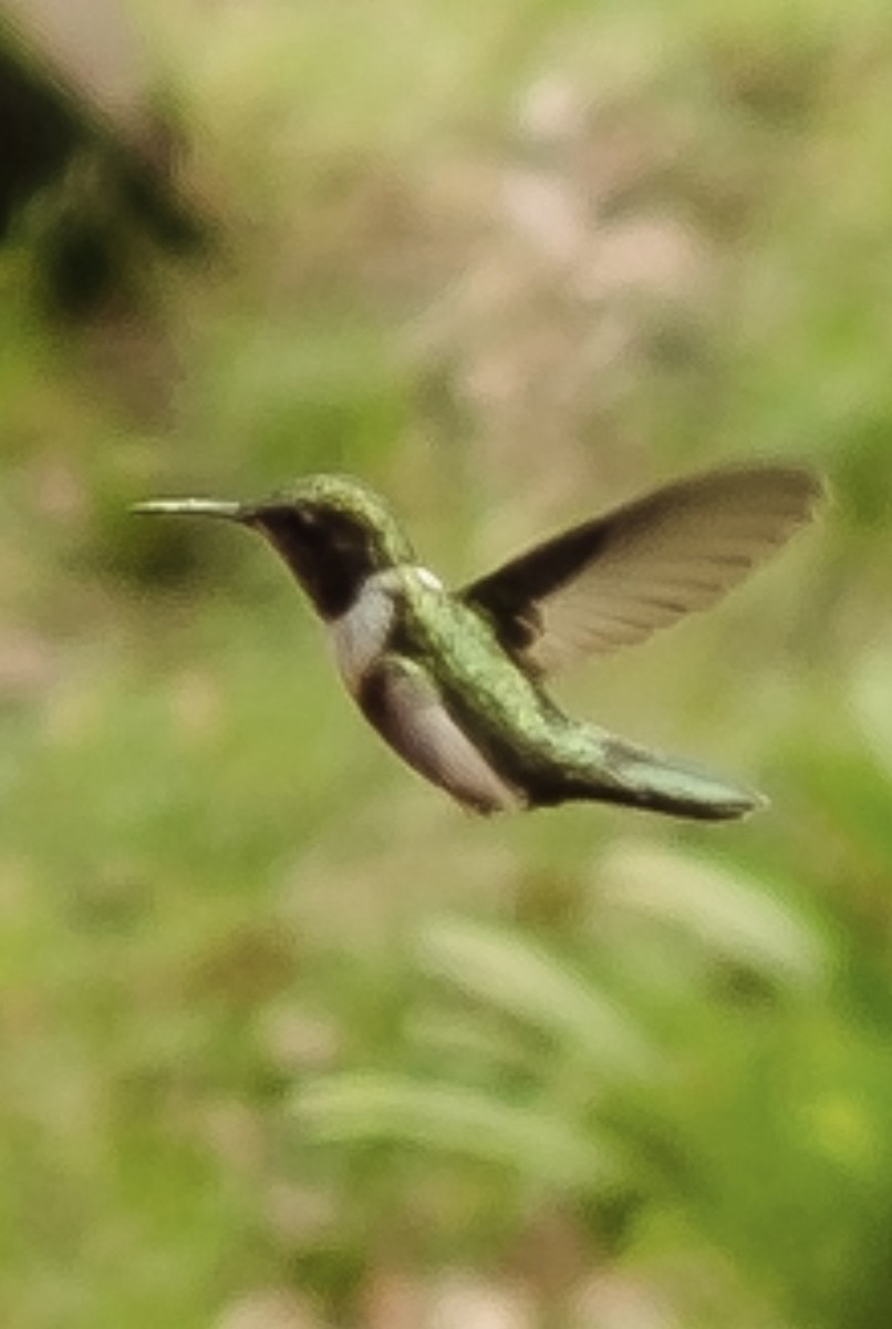 Ruby-throated Hummingbird - ML612730302