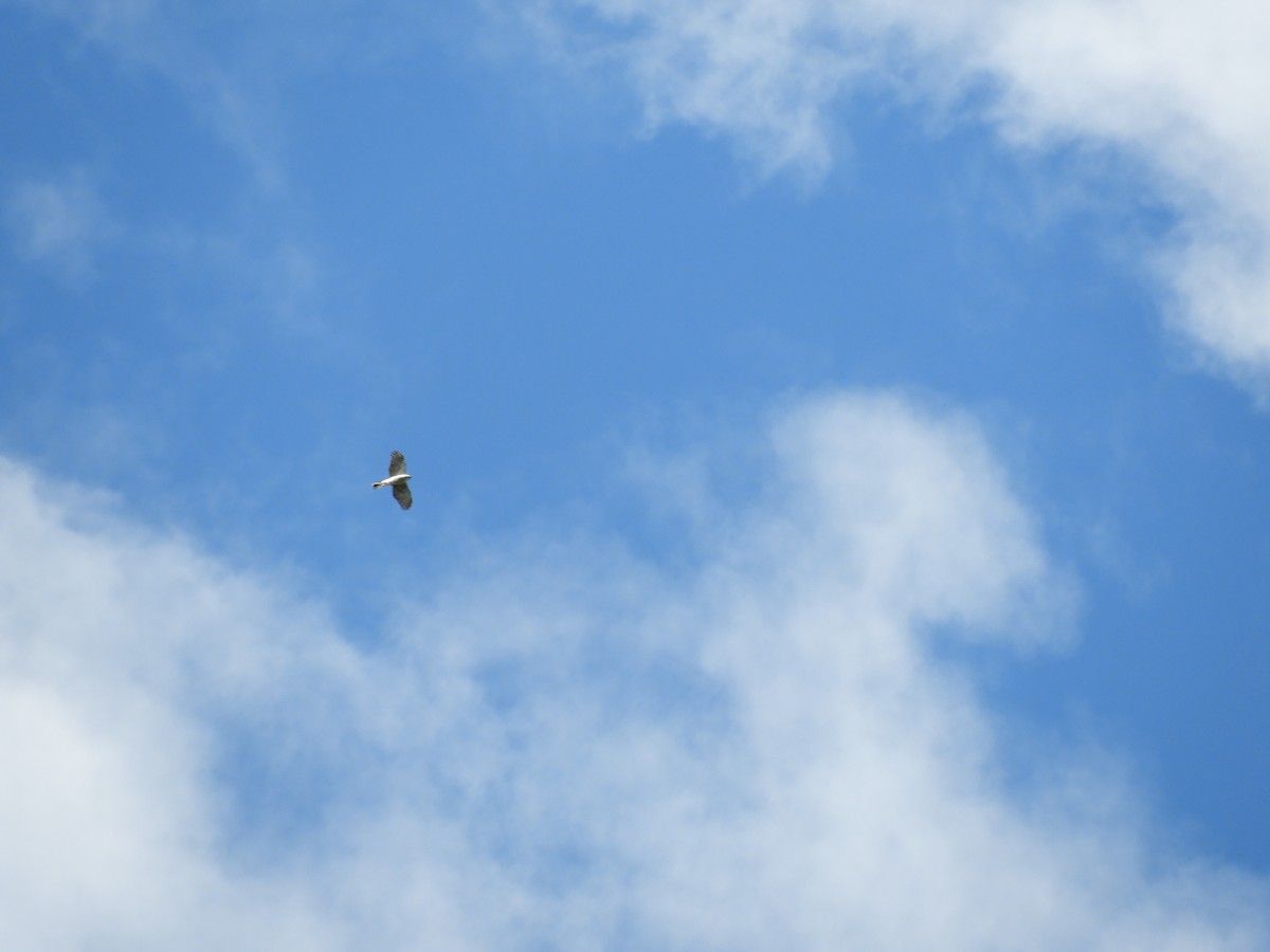 Sharp-shinned Hawk (White-breasted) - ML612730334