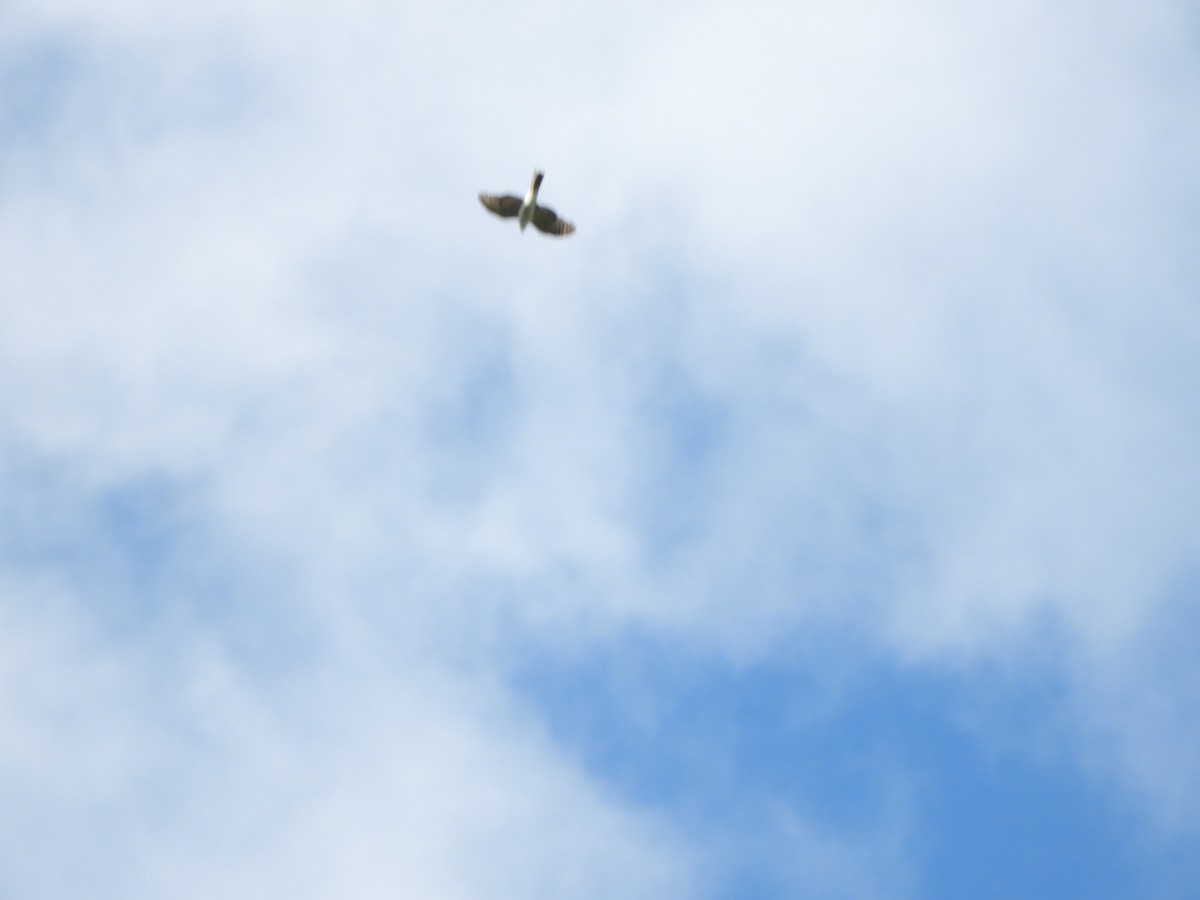 Sharp-shinned Hawk (White-breasted) - ML612730335