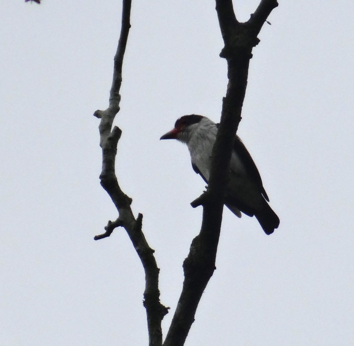 Black-tailed Tityra - Yanira Cifuentes Sarmiento