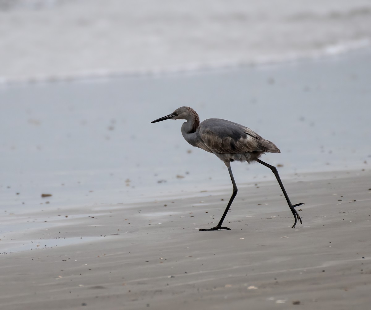 Reddish Egret - ML612730392