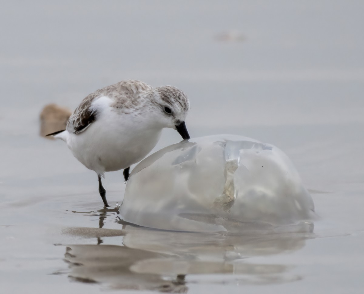 Bécasseau sanderling - ML612730400