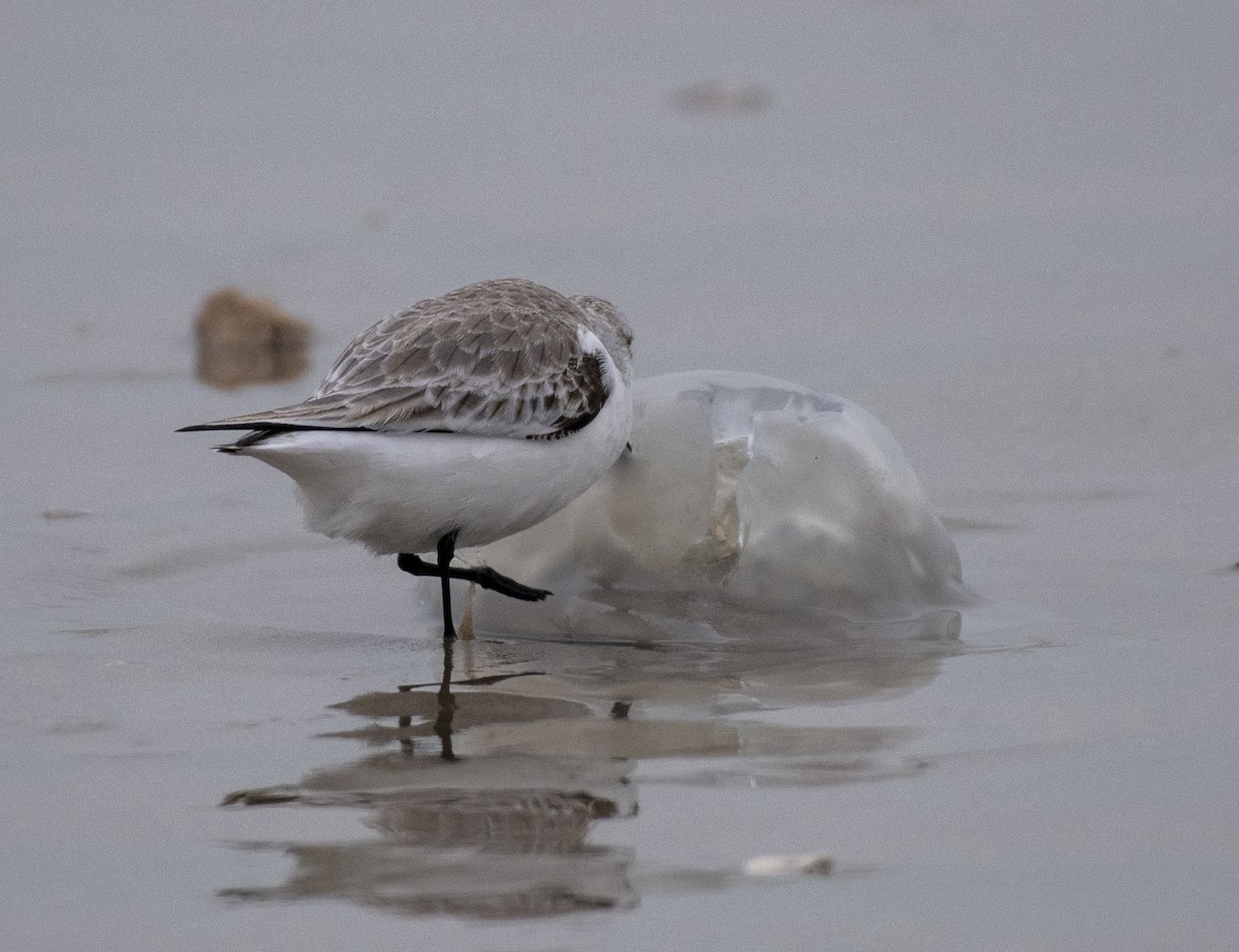 Bécasseau sanderling - ML612730408