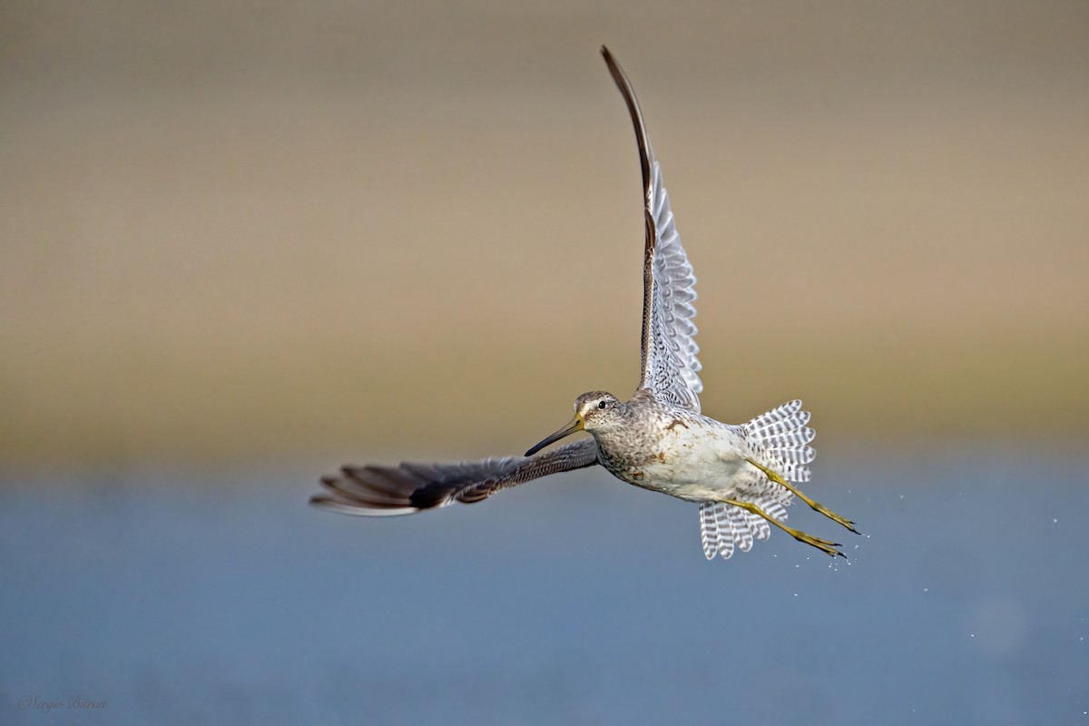 Short-billed Dowitcher - ML612730420