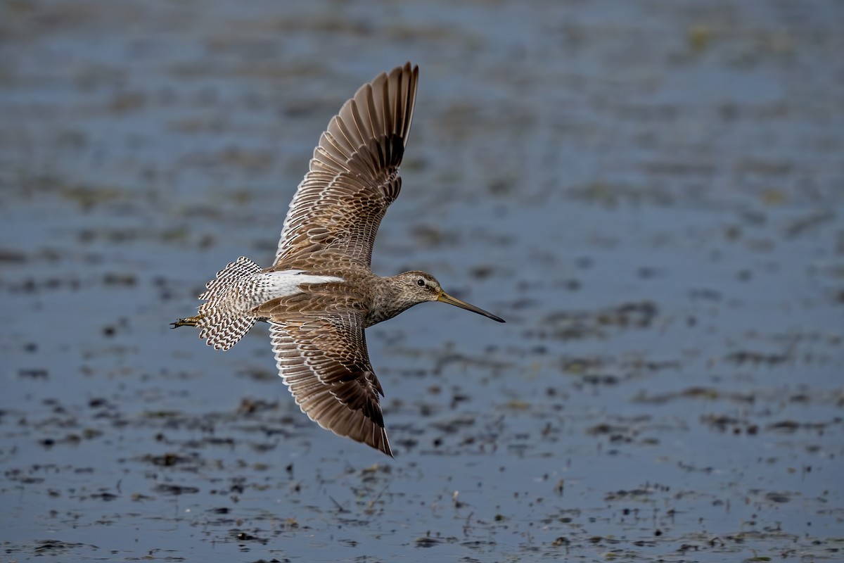 Short-billed Dowitcher - Sergio Bitran