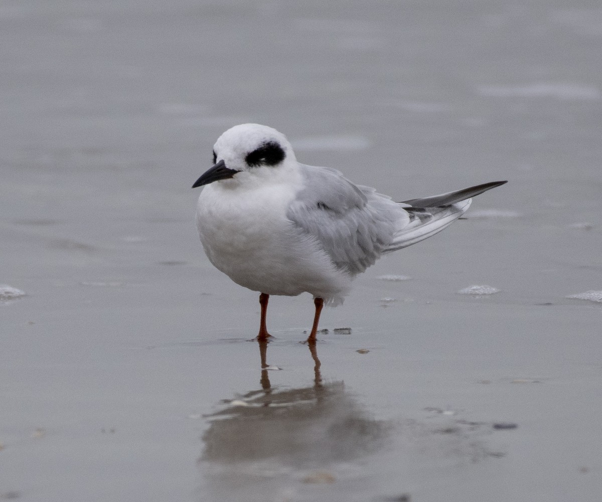 Forster's Tern - ML612730425