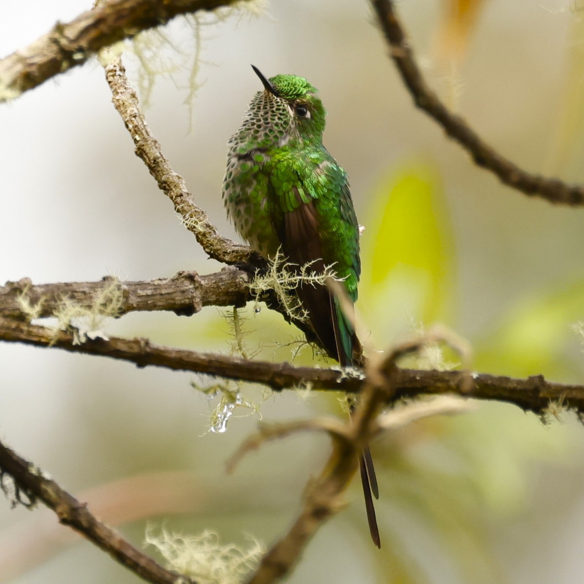 Green-tailed Trainbearer - ML612730497