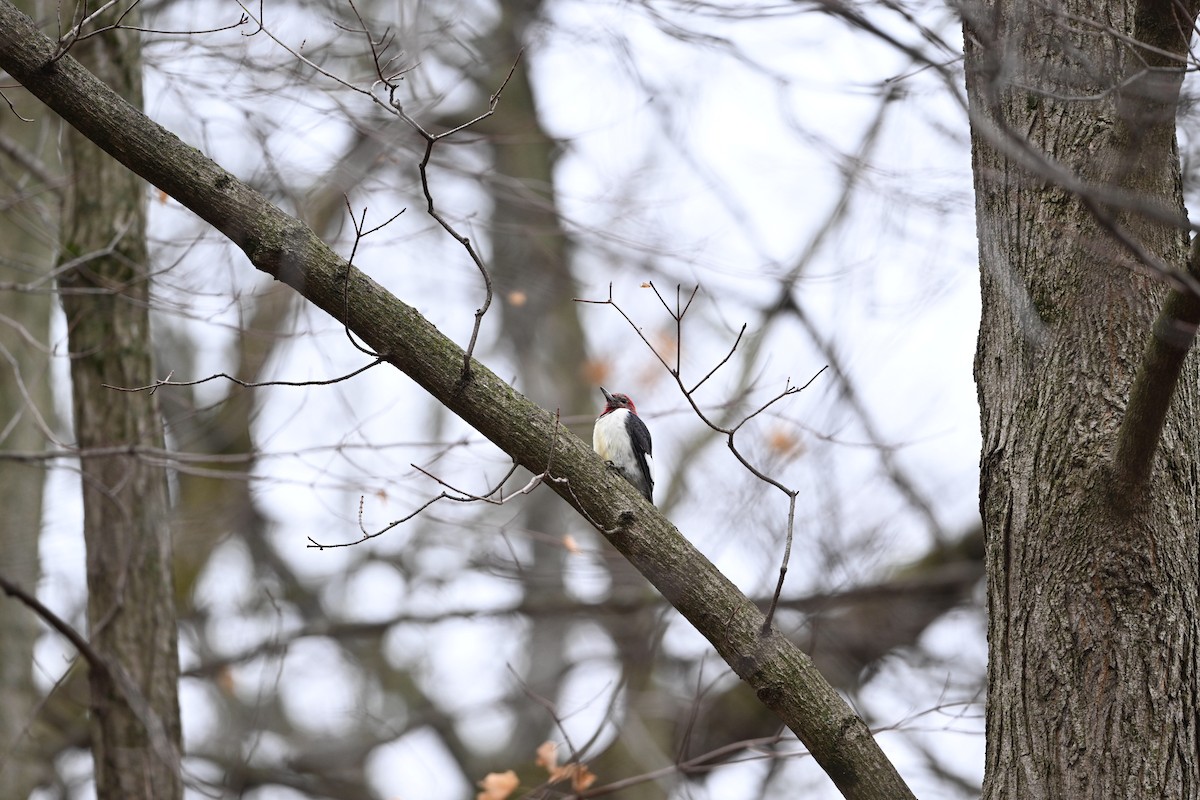 Red-headed Woodpecker - ML612730526