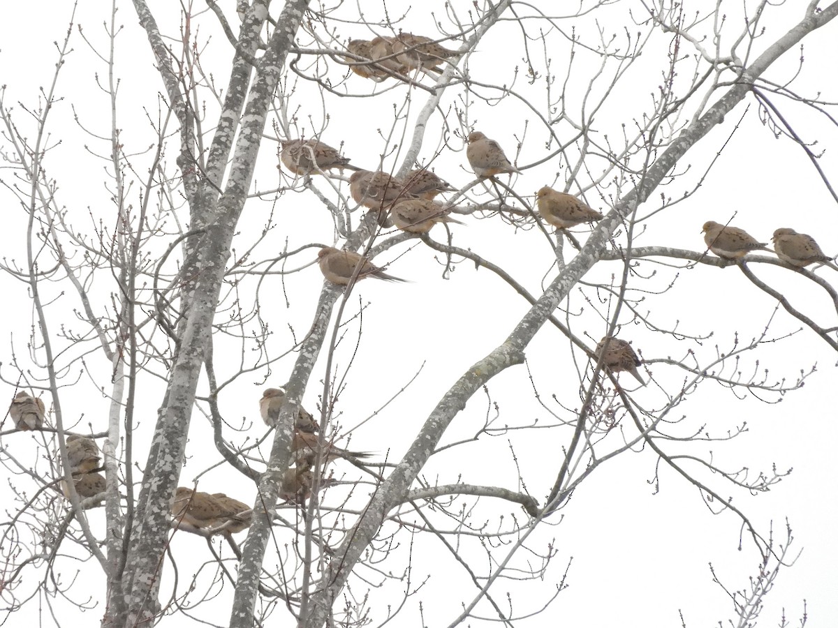 Mourning Dove - Bill Nolting