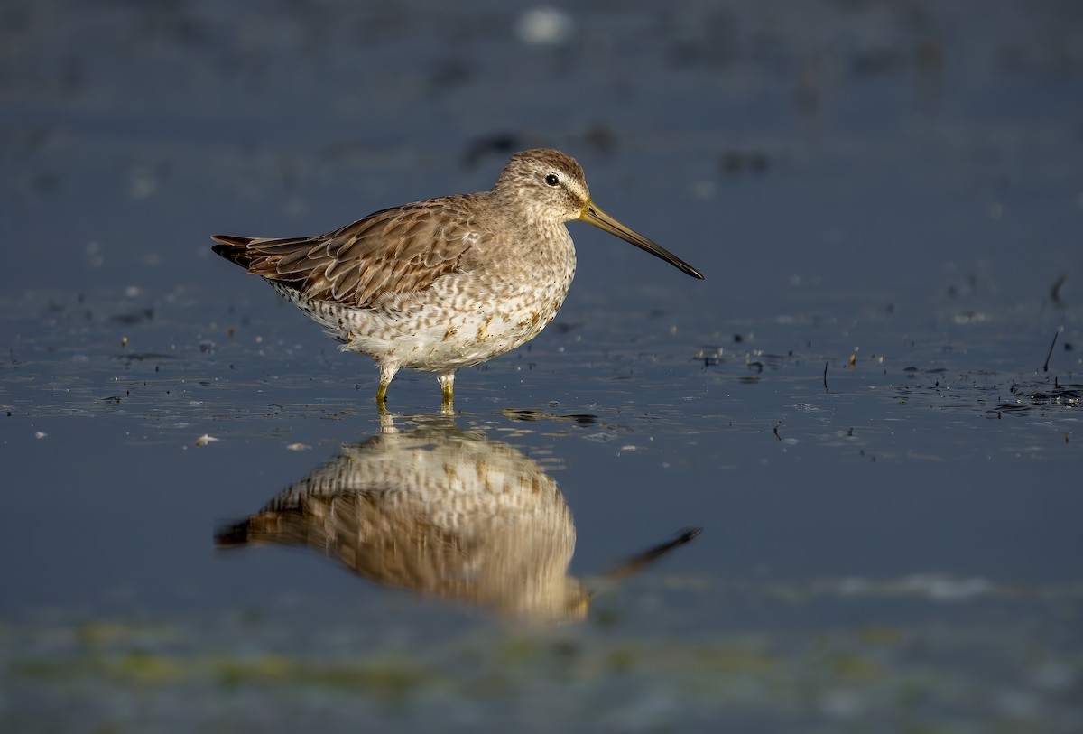 Short-billed Dowitcher - Sergio Bitran