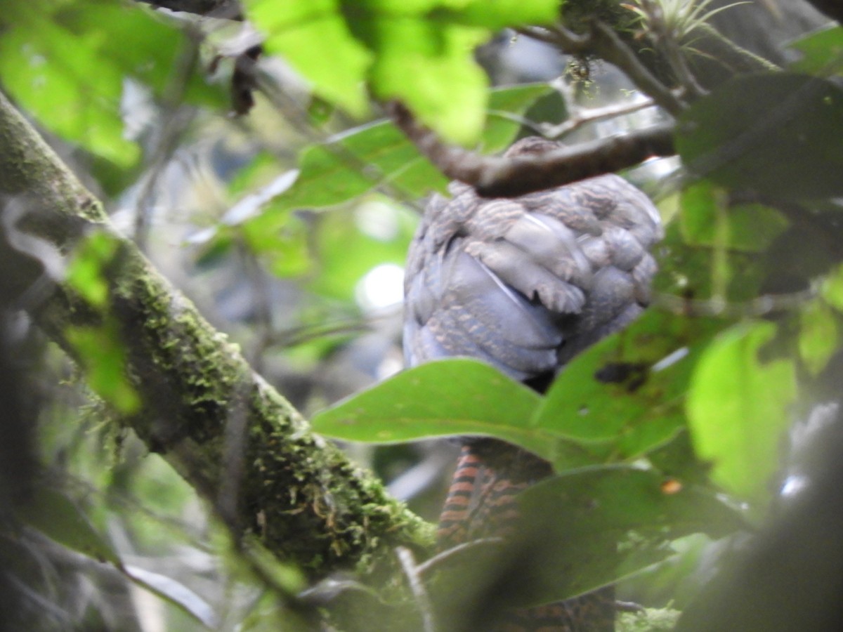 Highland Guan - Lance d'Ar