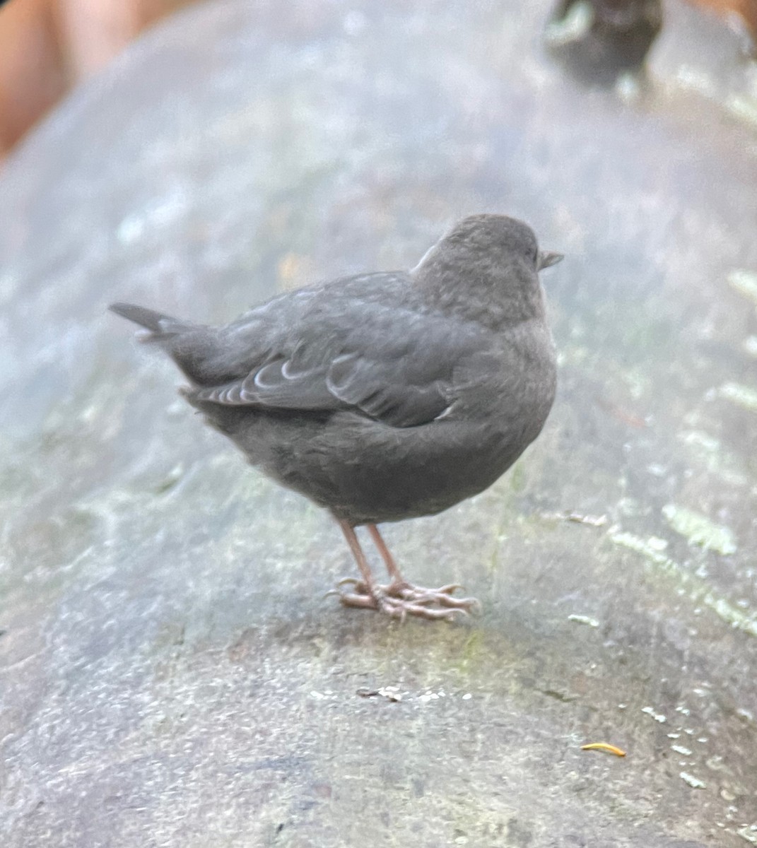 American Dipper - Brandon Smith