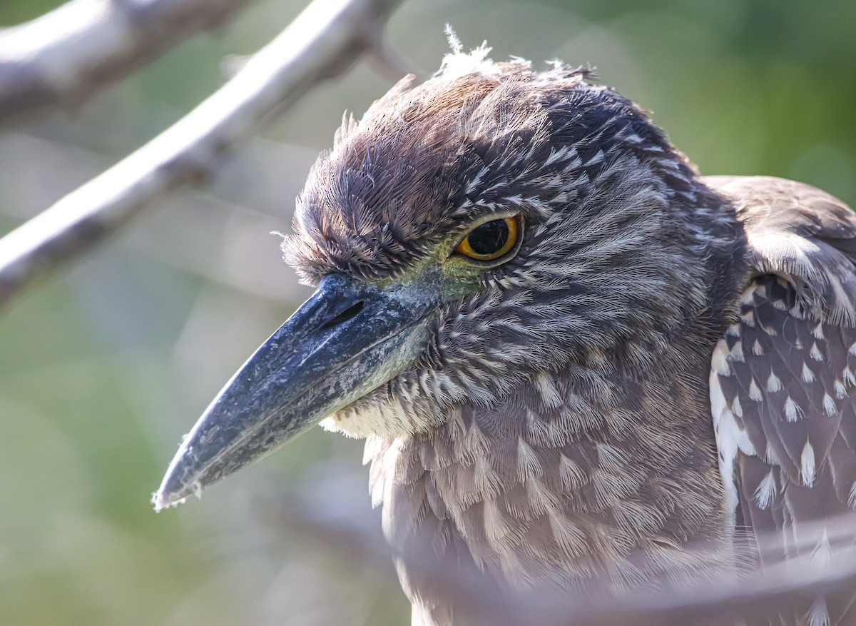 Yellow-crowned Night Heron - ML612730771