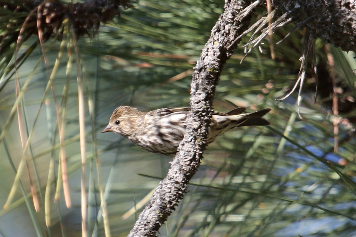 Pine Siskin - Jamie Chavez