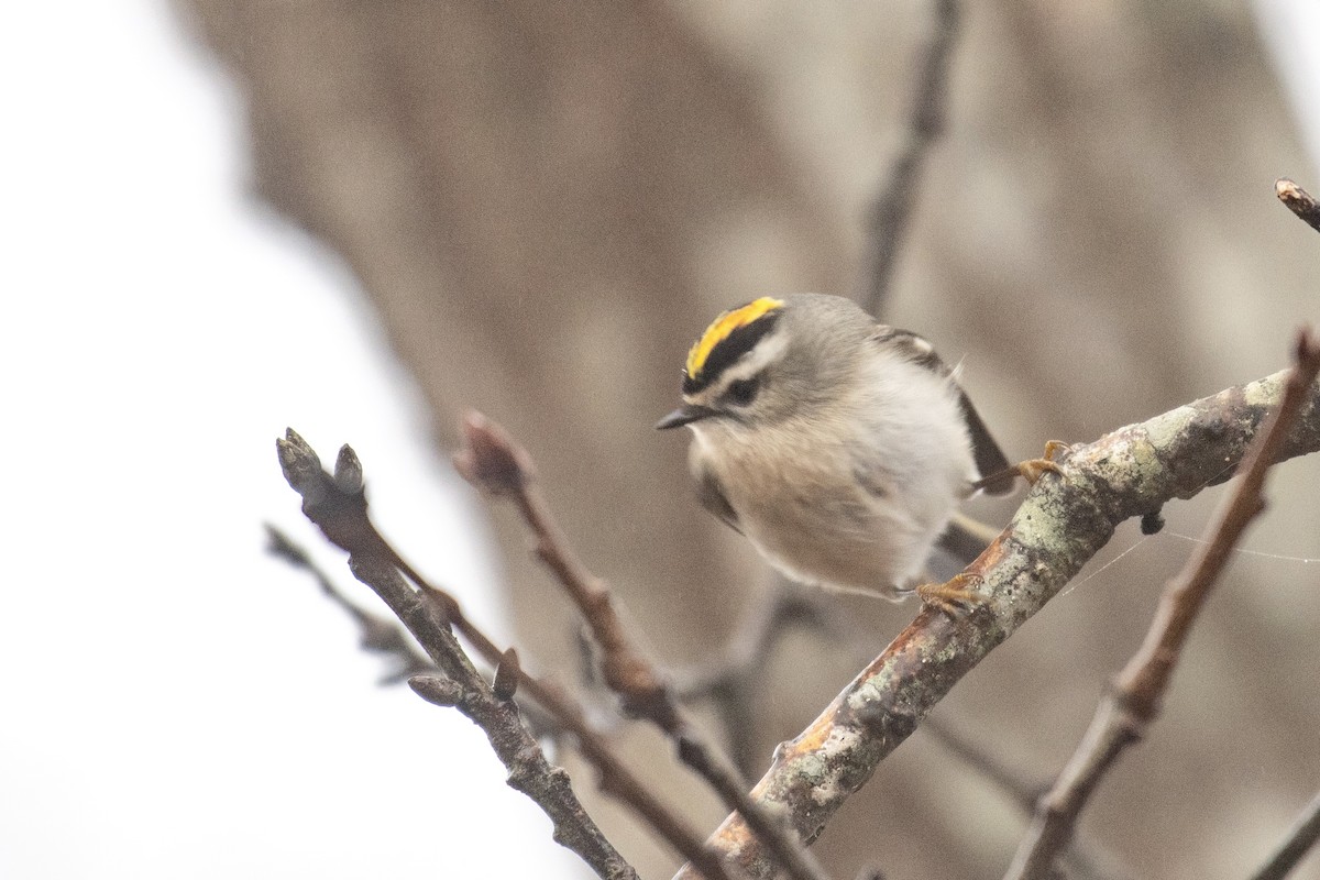 Golden-crowned Kinglet - ML612731054