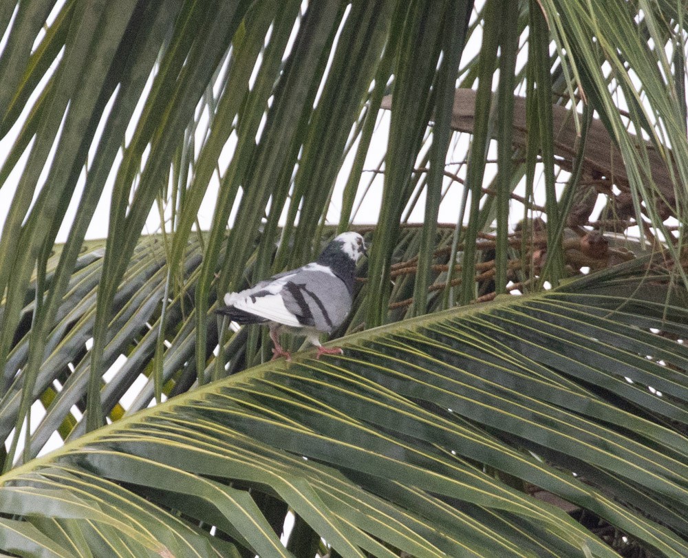 Rock Pigeon (Feral Pigeon) - ML612731102